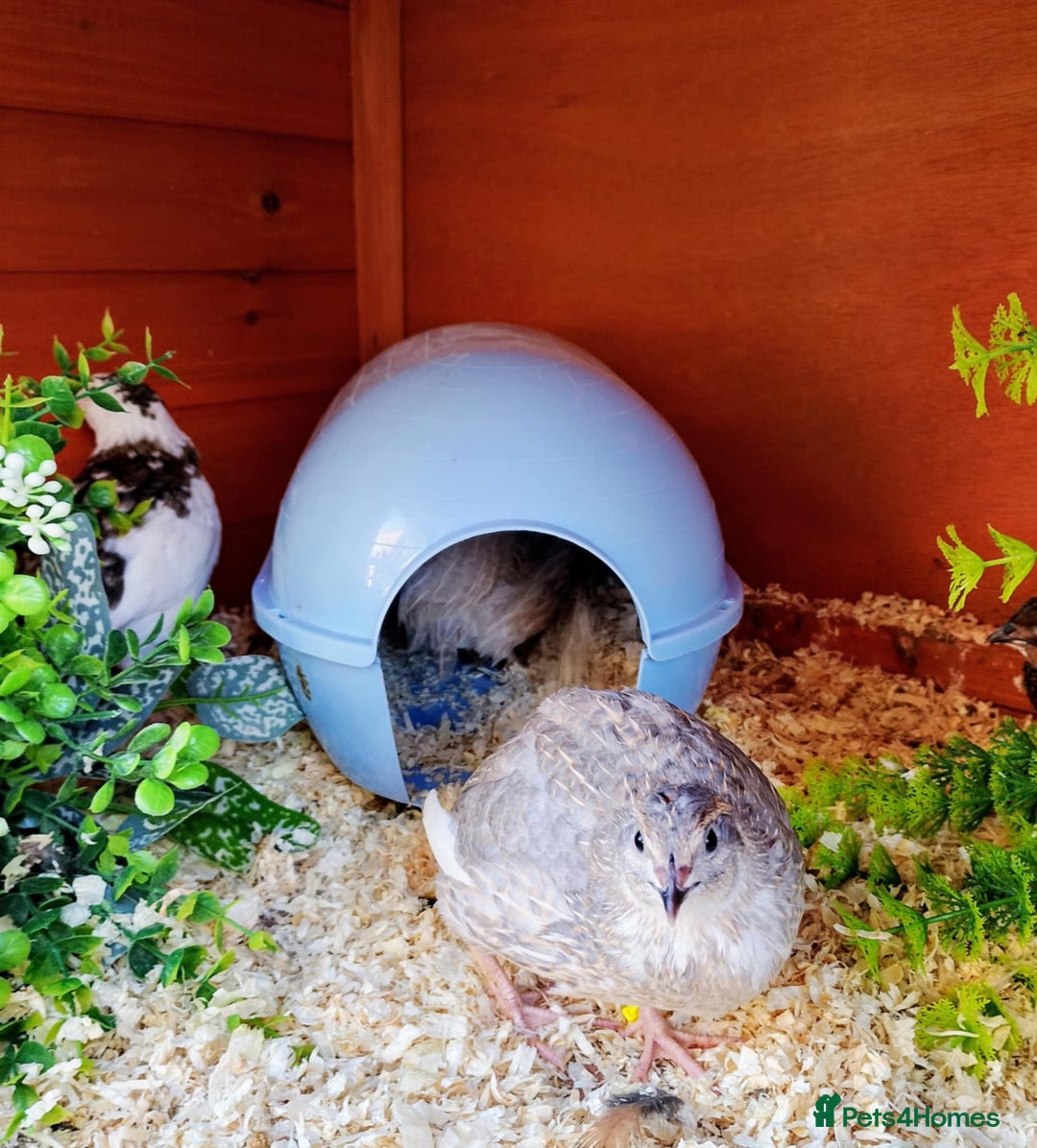 Quail poultry for sale: Quail for sale - Image 7