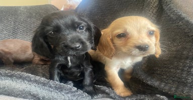 Cocker Spaniel dogs - Advert 6