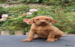 Labrador Retriever dogs for sale: Health Tested Fox Red Puppies for Sale - Image 9