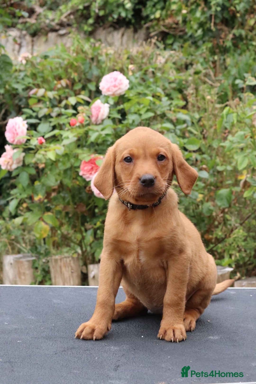 Labrador Retriever dogs for sale: Health Tested Fox Red Puppies for Sale - Image 9