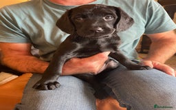 Labradoodle dogs for sale: Labradoodle F1B back to labrador - Image 12