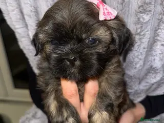 Shih Tzu dogs 💕Adorable Purebred Shih Tzu Puppies💕 - Advert 2