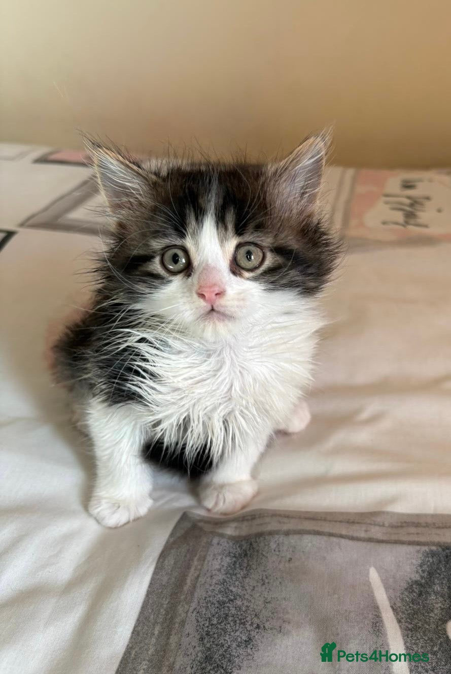 Mixed Breed cats Maine Coon Cross Kitten  - Advert 7