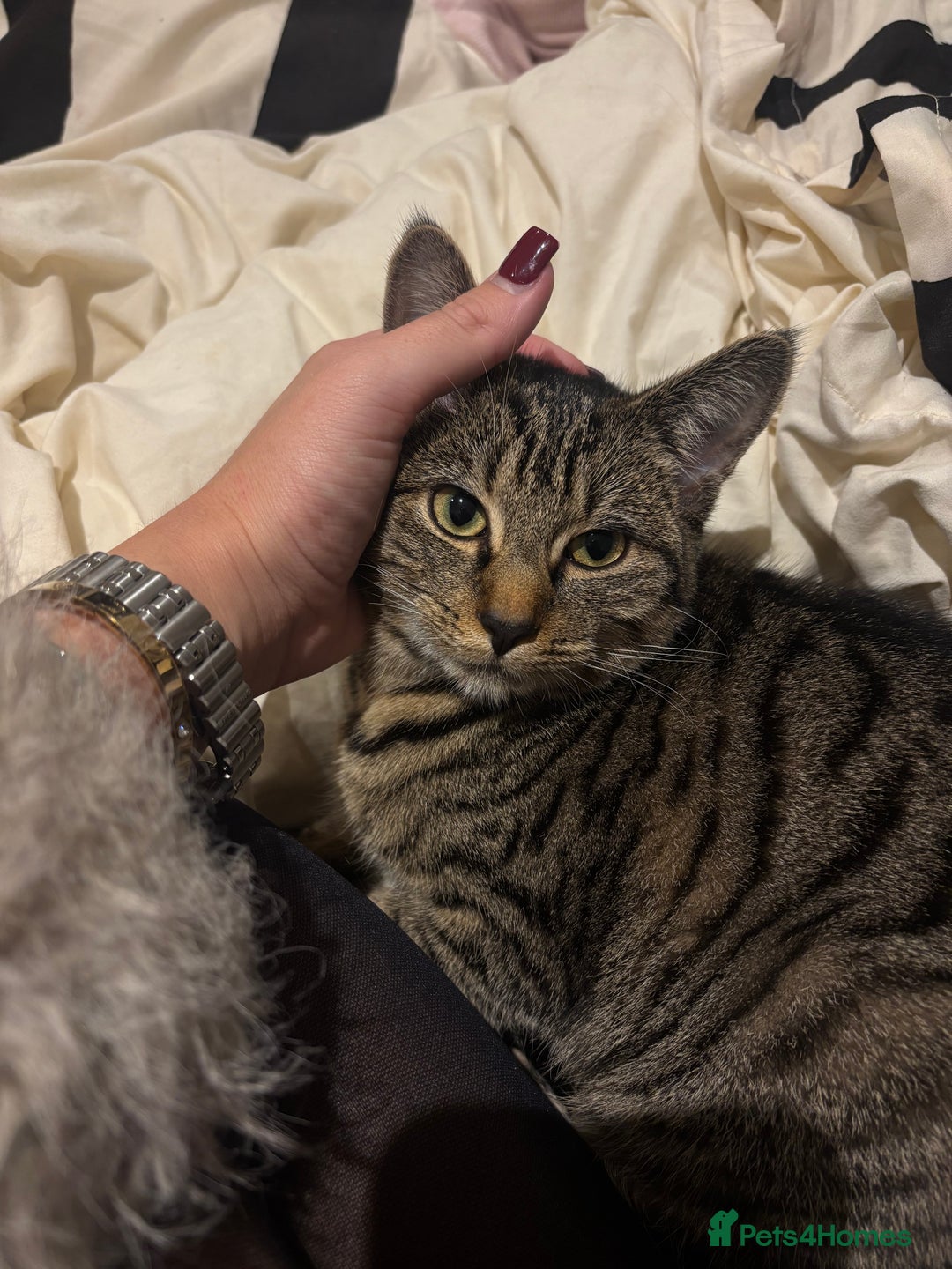 American Shorthair cats for sale: Beautiful Female Kitten/Cat - Advert 2