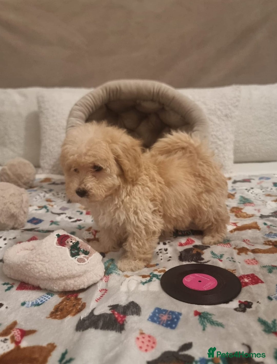 Maltipoo dogs for sale: Amazing apricot color Maltipoo puppies! - Advert 6
