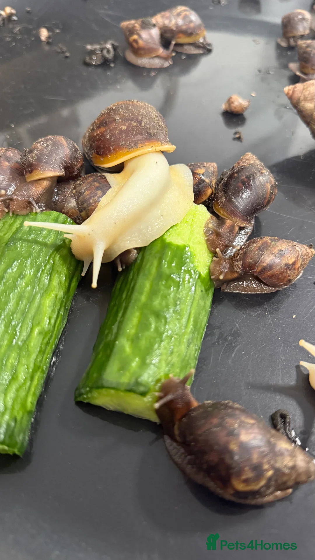 Snails invertebrates for sale: GIant African land snail babies  - Advert 5