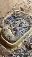 Leopard Gecko reptiles Young leopard gecko seeking new home - Advert 3