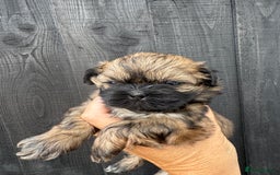 Shih Tzu dogs for sale: Standard size shihtzu pups  - Image 6