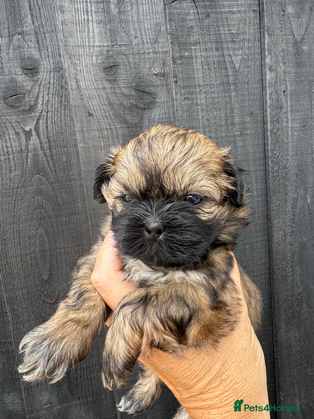 Shih Tzu dogs for sale: Standard size shihtzu pups  - Image 6
