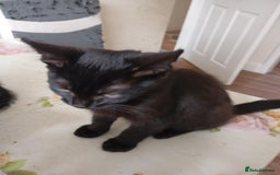 Mixed Breed cats for sale: ✨ Two Adorable Brown Kittens Boys ✨ - Image 2