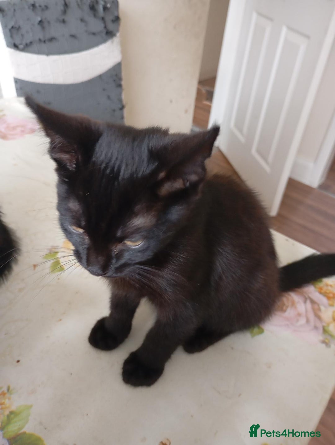 Mixed Breed cats for sale: ✨ Two Adorable Brown Kittens Boys ✨ - Image 2