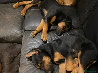 Dobermann dogs Beautiful litter of European Dobermann X - Advert 2