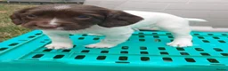 English Springer Spaniel dogs for sale: Springer spaniel pups - Advert 9