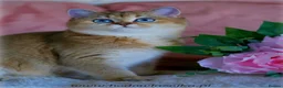 British Shorthair cats for stud: ACTIVE reg imported chocolate golden DBE for stud  - Advert 10