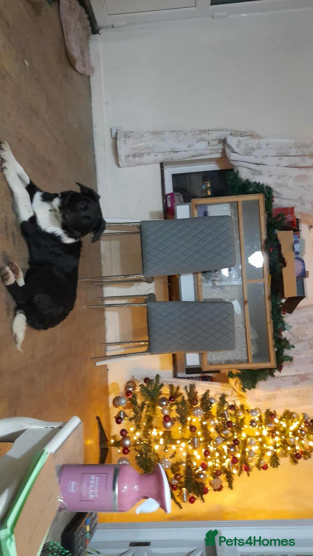 Mixed Breed dogs for adoption: PENNY - Advert 2