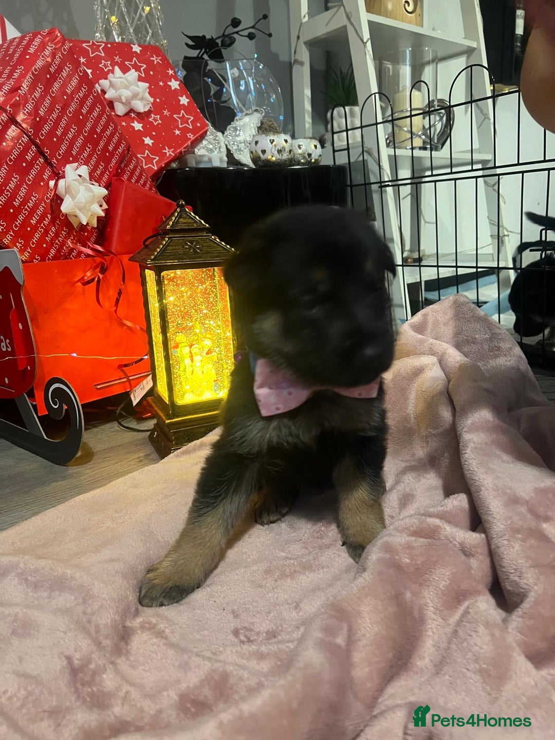 German Shepherd dogs for sale: Lovely GSD puppies  - Advert 4