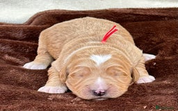 Double Doodle dogs for sale: Stunning Double Doodle Puppies  - Image 5