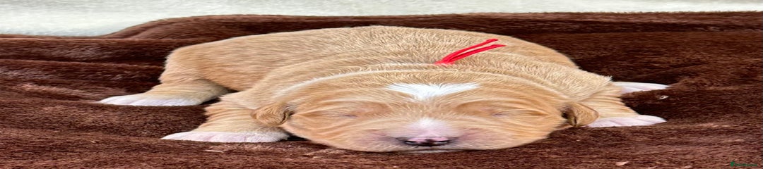 Red Collar