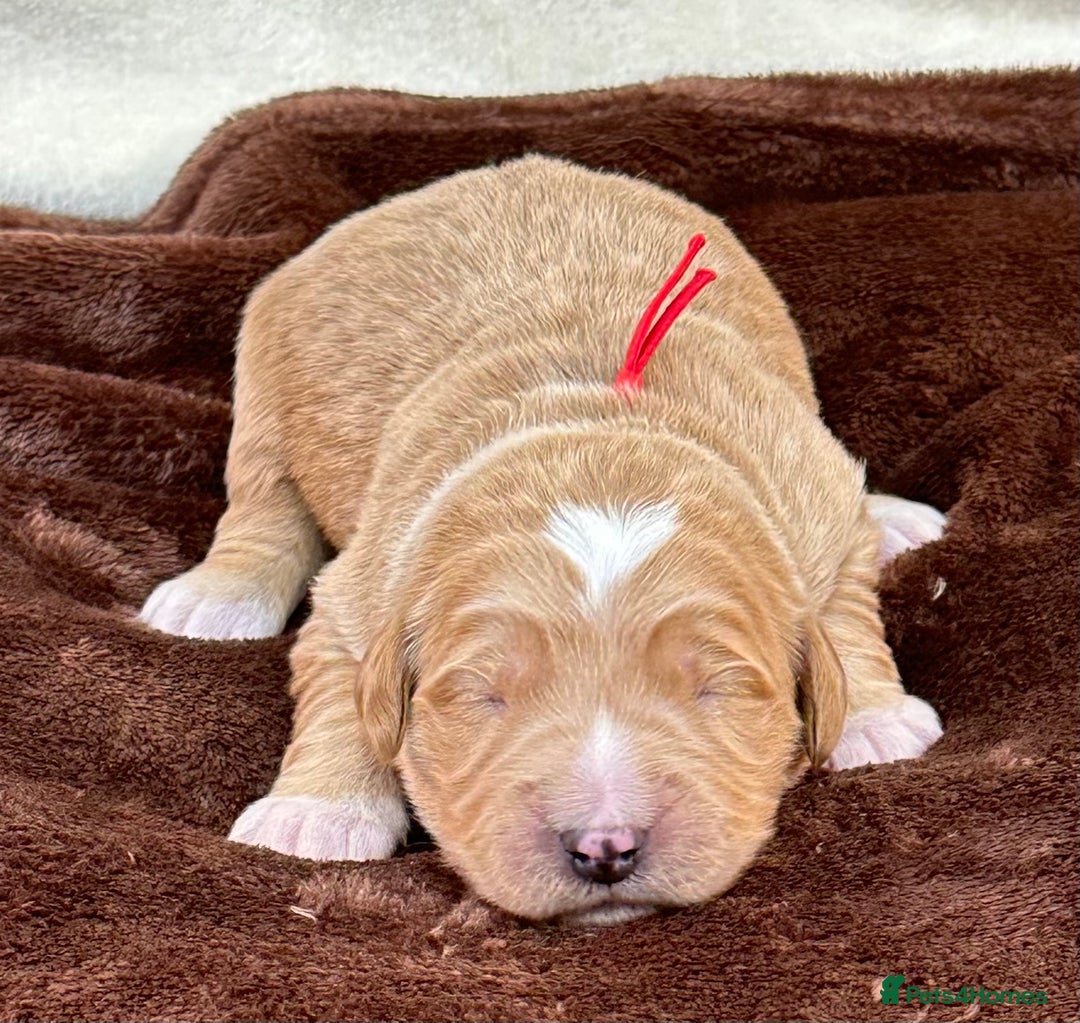 Double Doodle dogs for sale: Stunning Double Doodle Puppies  - Image 5