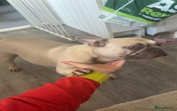 French Bulldog dogs for sale: Lilac Fawn French bulldog - Image 2
