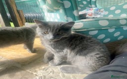 Domestic Shorthair cats for sale: Last 2 kittens available.  - Image 12