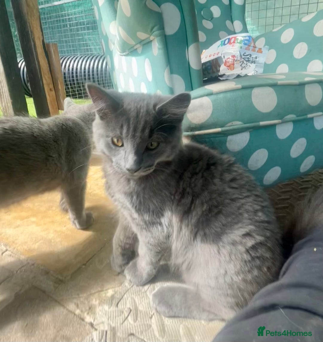 Domestic Shorthair cats for sale: Last 2 kittens available.  - Image 12