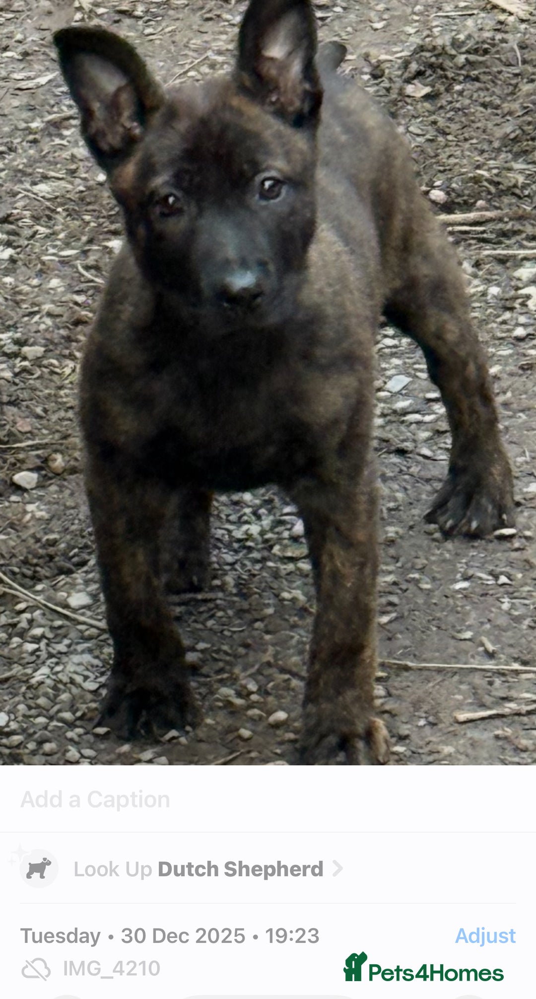 Belgian Shepherd Dog dogs for stud: Dutch herder shepherd for stud in Kidderminster - Advert 3