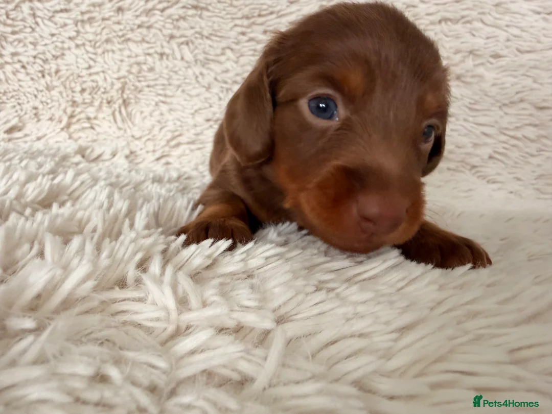Miniature Dachshund dogs for sale: 3 available long haired miniature dachshund  - Advert 38
