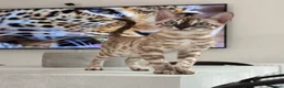 Bengal cats for sale: Two Kittens Left! Full Pedigree Snow TICA Bengals - Advert 10