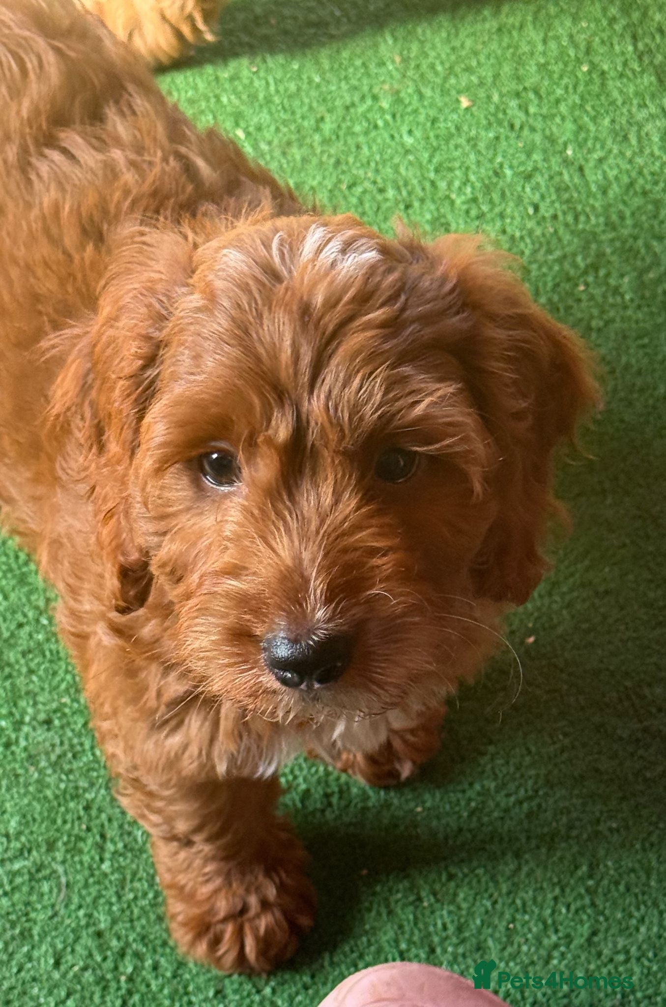 Cockapoo dogs READY NOW, ENHANCED DNA CLEAR, EXCEPTIONAL BOY. - Advert 18