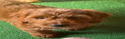 Cockapoo dogs for sale: READY NOW Last cheeky boy available - Advert 2