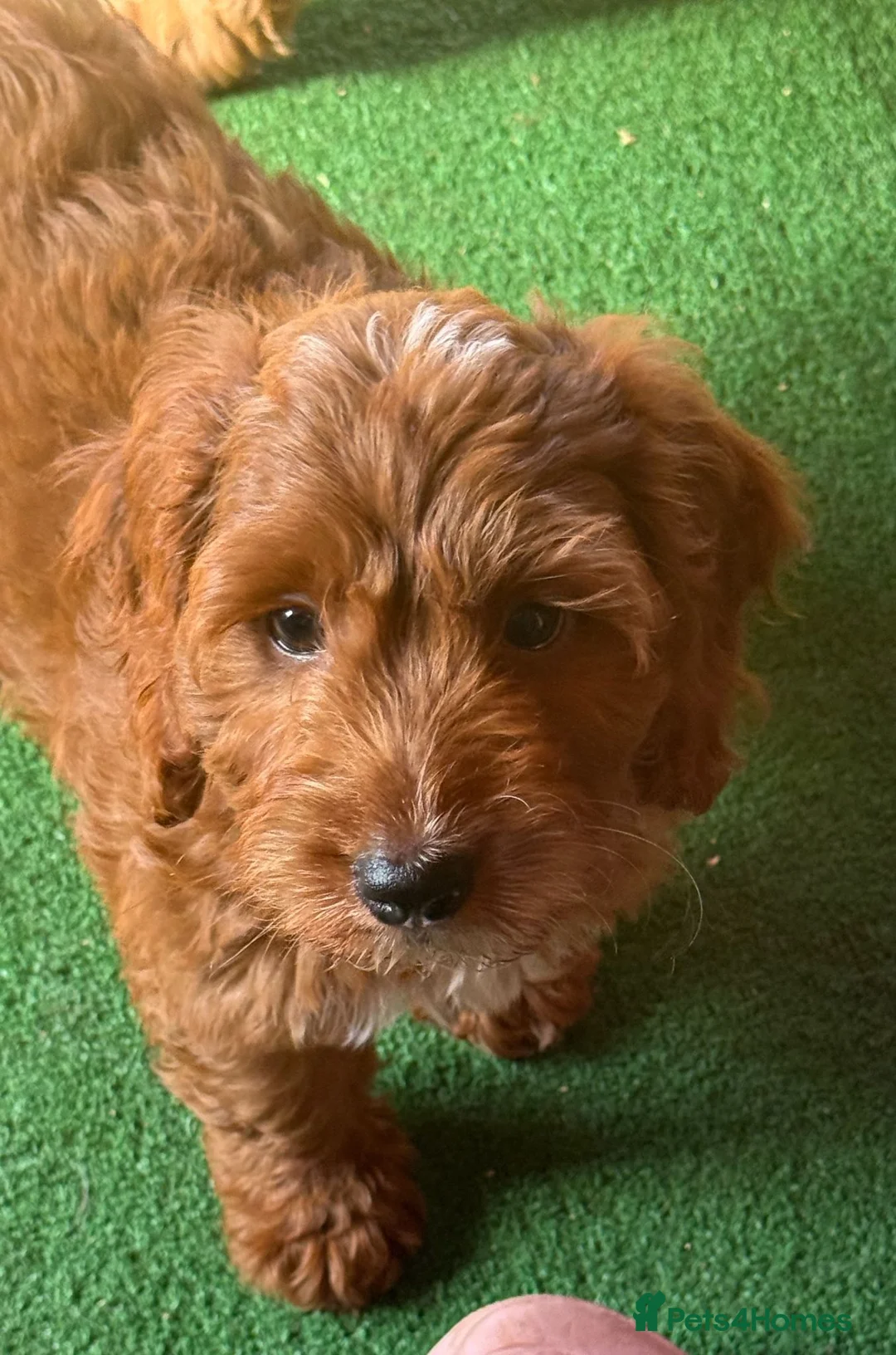 Cockapoo dogs for sale: READY NOW Last cheeky boy available - Advert 2