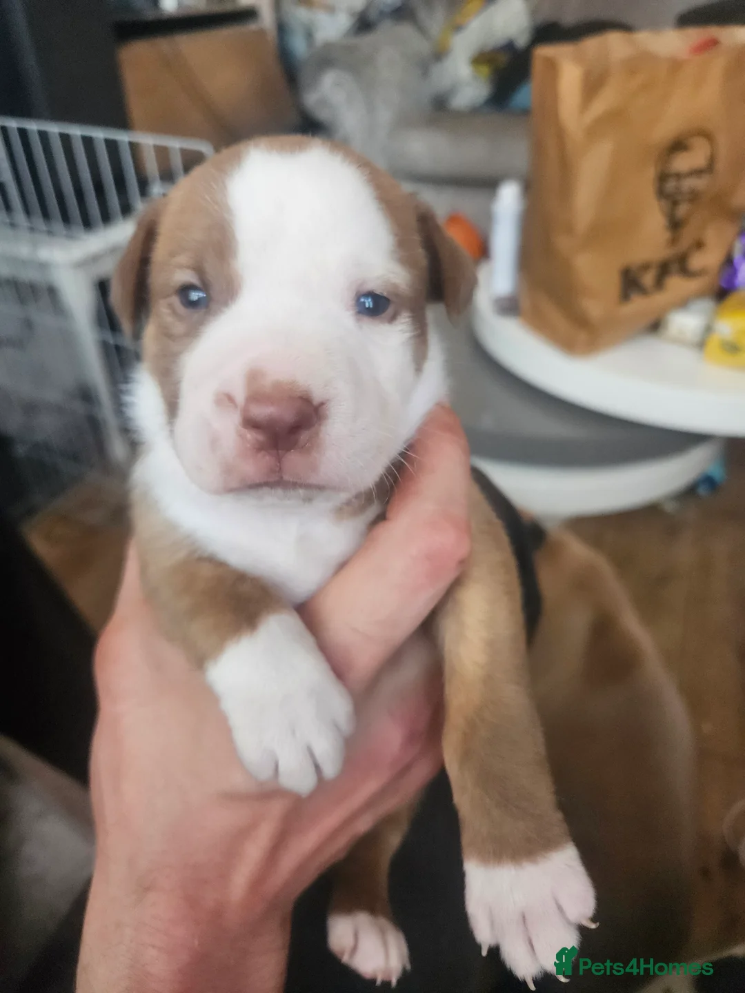 Mixed Breed dogs for sale: English bull terrier cross mastiff - Advert 2