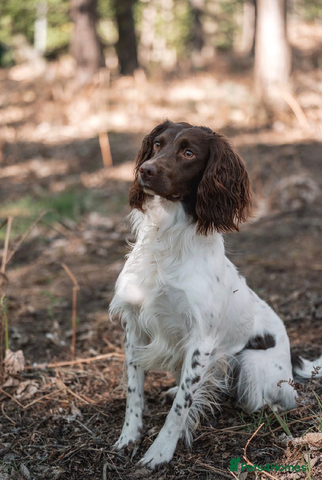 English Springer Spaniel dogs KC ESS - fully health tested parents  - Advert 2