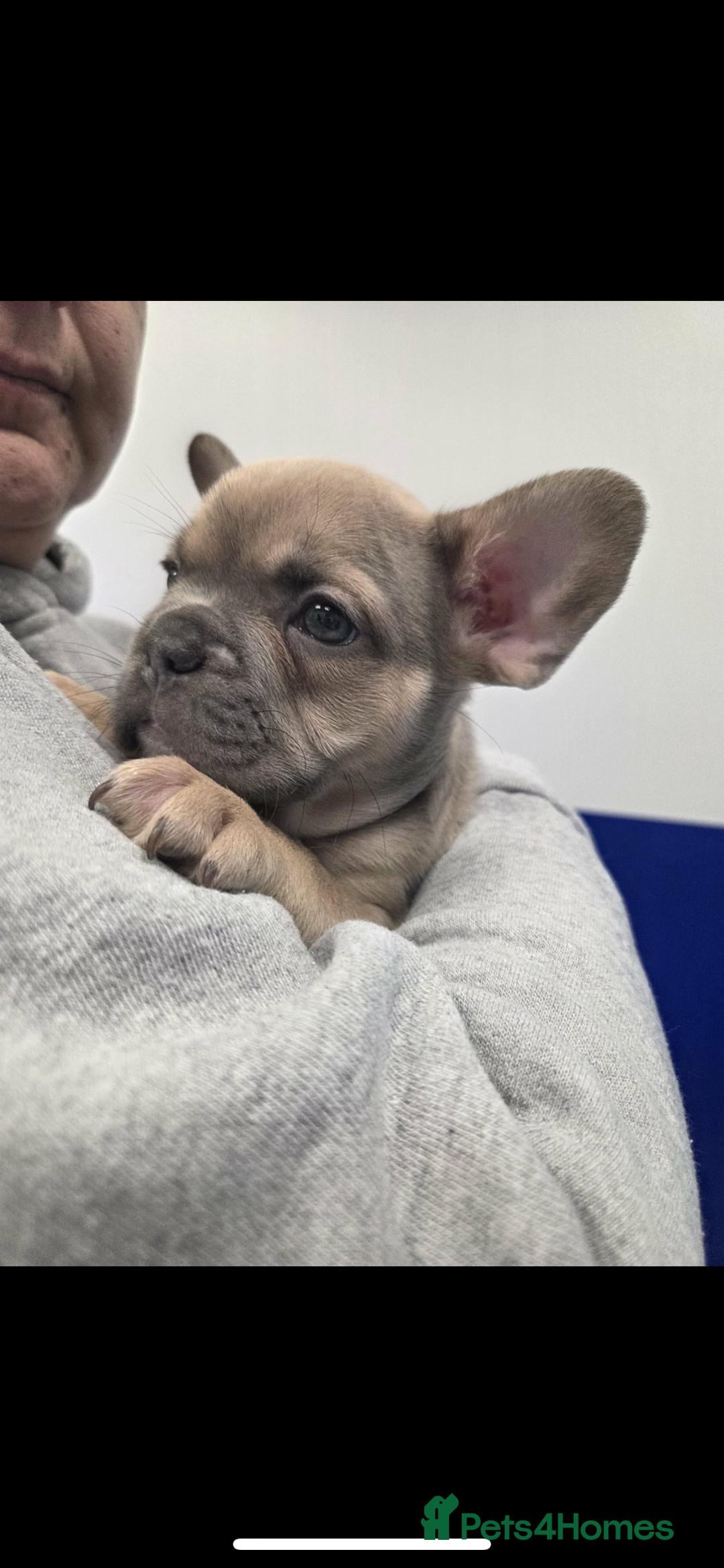 French Bulldog dogs for sale: French bulldog pups Ready & Reduced‼️ - Advert 10