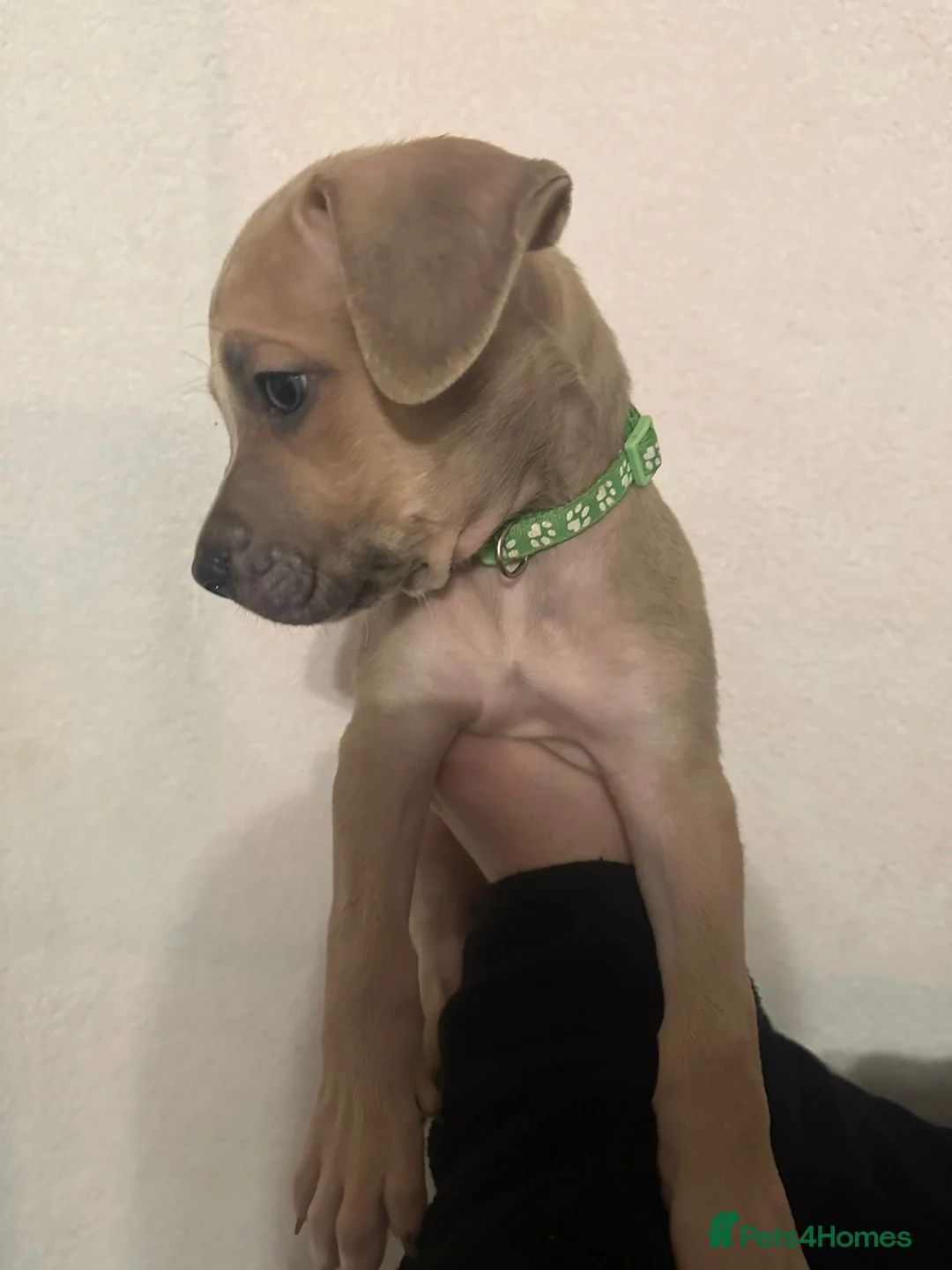 Mixed Breed dogs for sale: Cane corso x Alpha blueblood bull dog - Advert 12