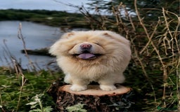 Chow Chow dogs for stud: Beautiful stud Chow chow  in Wisbech - Image 3