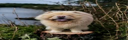 Chow Chow dogs for stud: Beautiful stud Chow chow  in Wisbech - Advert 3