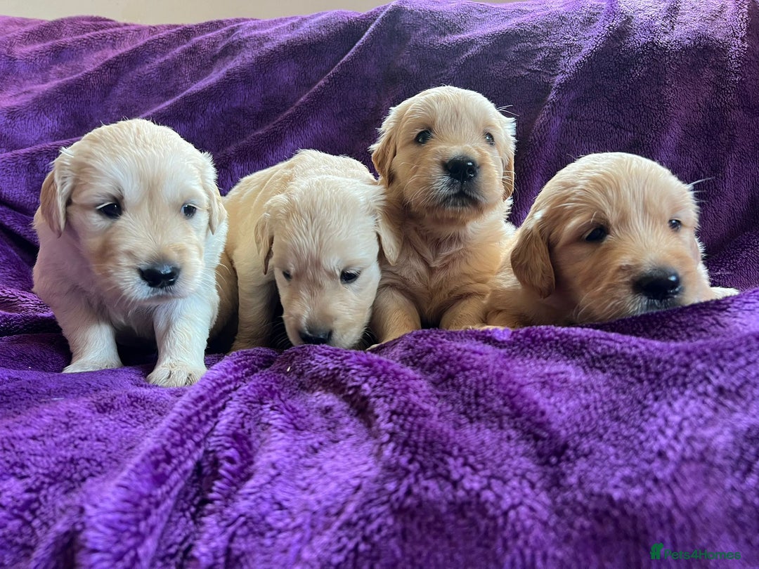 Golden Retriever dogs for sale: Gorgeous chunky golden retriever puppies - Image 7