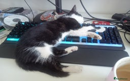 Mixed Breed cats for sale: Tortico female kitten for sale 3 months old - Image 11