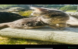 Maine Coon cats for sale: Stunning Pure Breed Maine Coon Kittens in Norwich - Image 6
