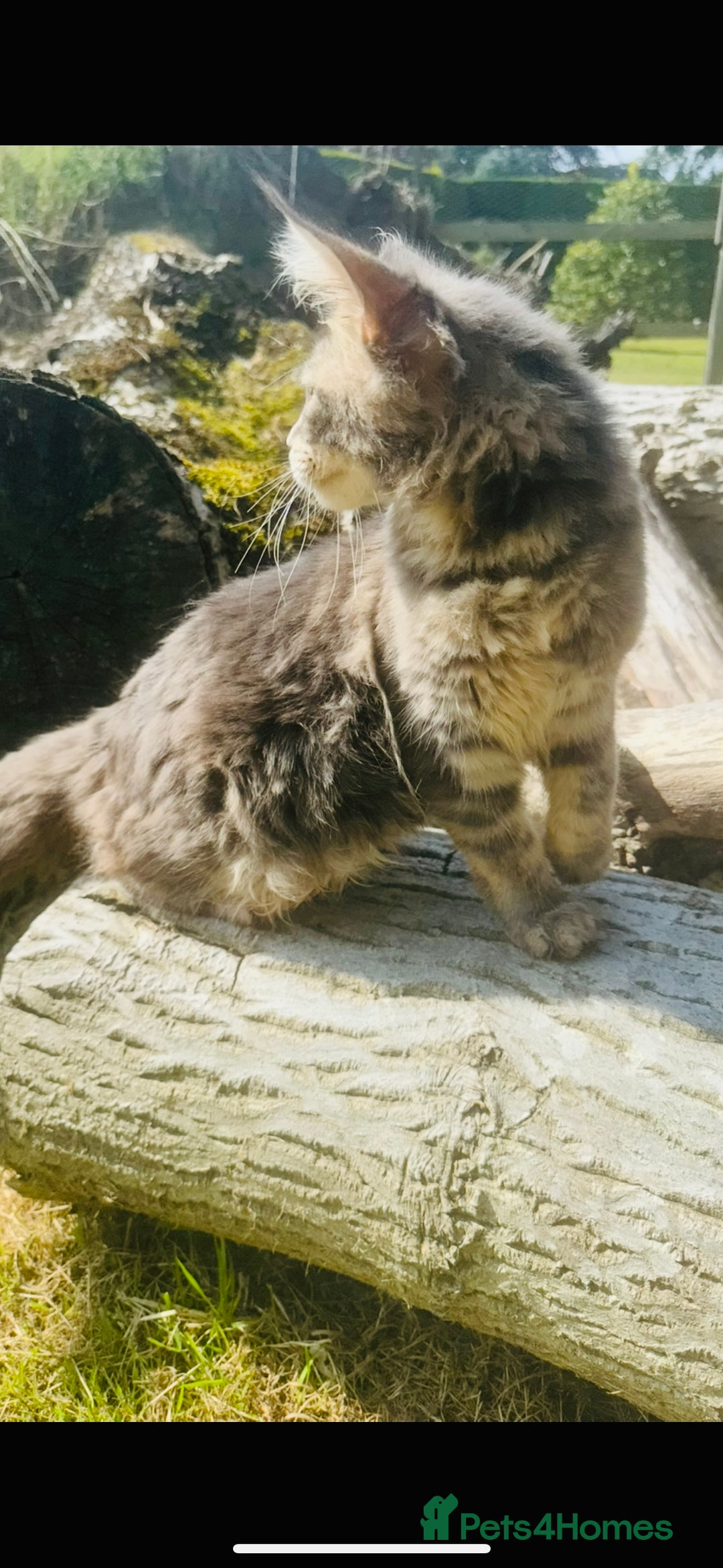 Maine Coon cats for sale: Stunning Pure Breed Maine Coon Kittens in Norwich - Image 6