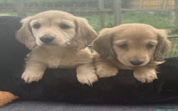 Miniature Dachshund dogs for sale: Beautiful cream miniature dachshunds  - Image 5