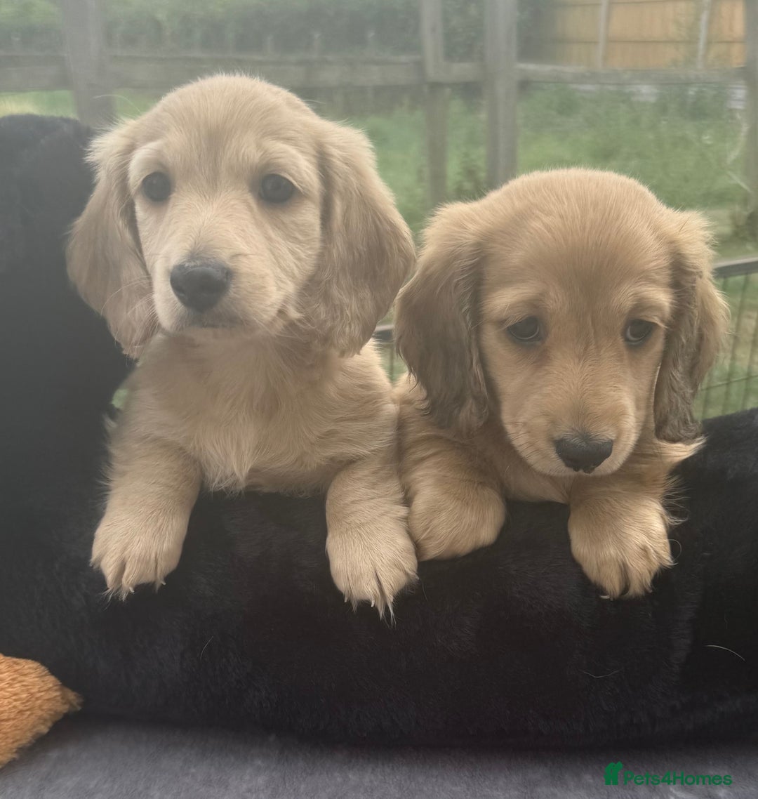 Miniature Dachshund dogs for sale: Beautiful cream miniature dachshunds  - Image 5