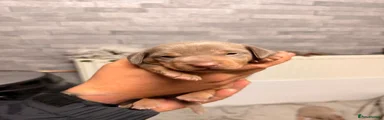 Miniature Dachshund 2