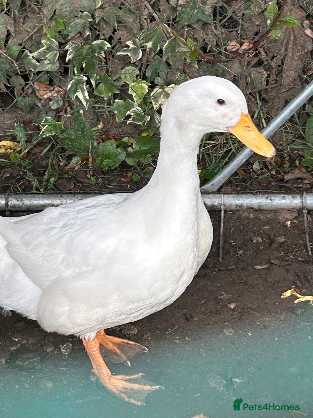 Ducks poultry for sale: 2 duck for sale  - Image 3