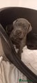 Cane Corso Puppy 4