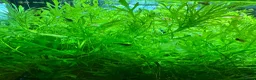 Shrimps fish for sale: Guppies, cherry shrimp and blue dream shrimp in Bury - Advert 2