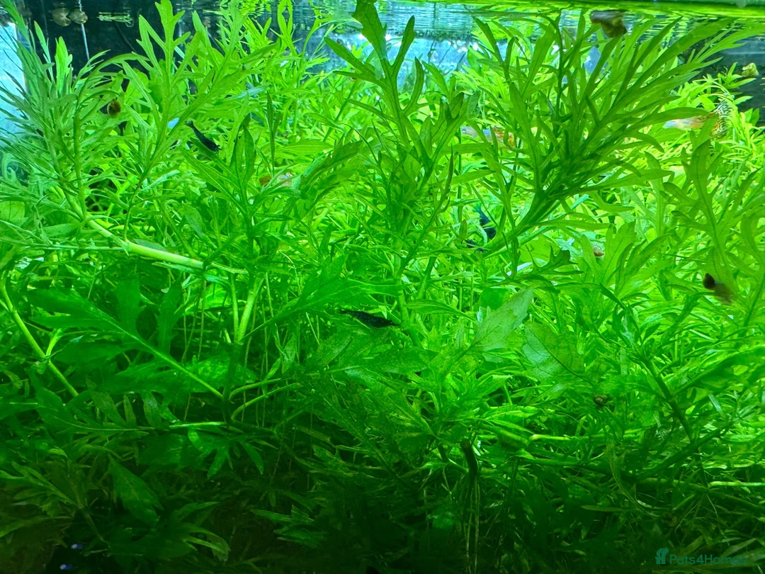 Shrimps fish for sale: Guppies, cherry shrimp and blue dream shrimp in Bury - Advert 2