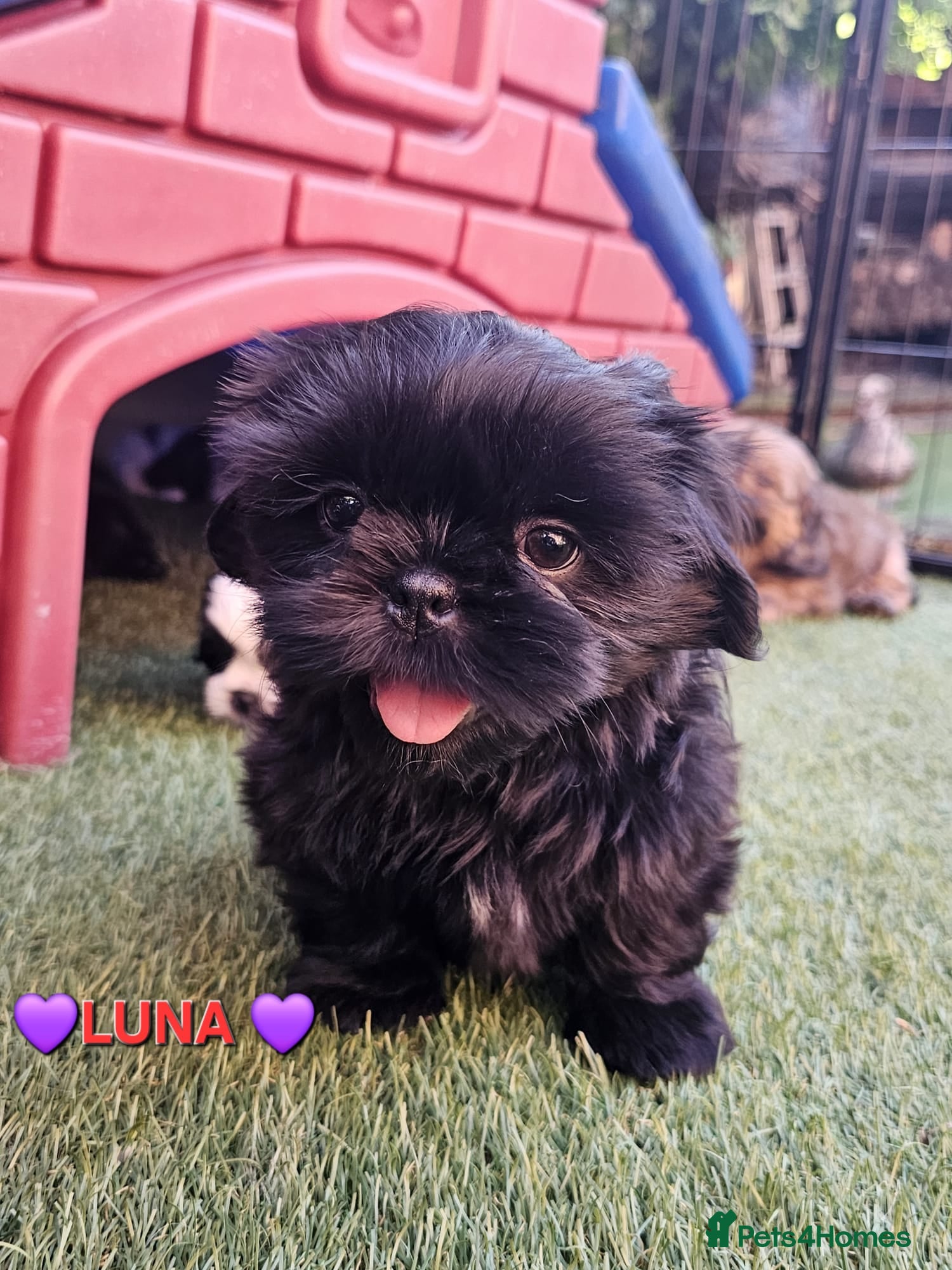 Shih Tzu dogs STUNNING PURE STANDARD SHIH TZU  - Advert 18